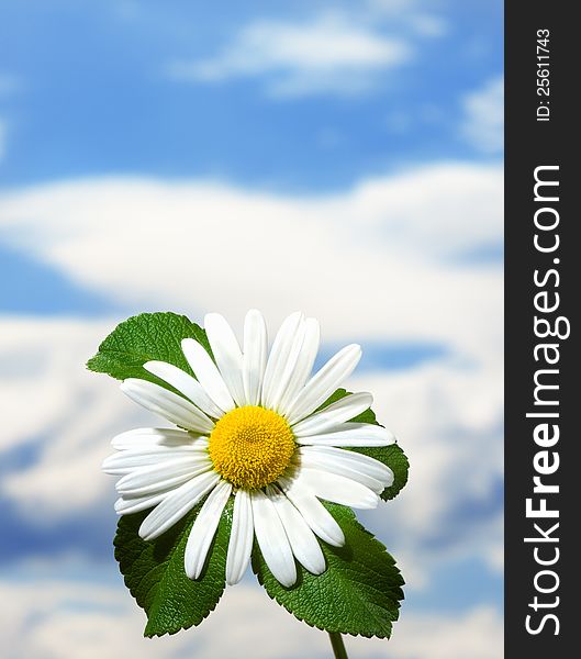 Macro shot of wild camomile on a blue sky background