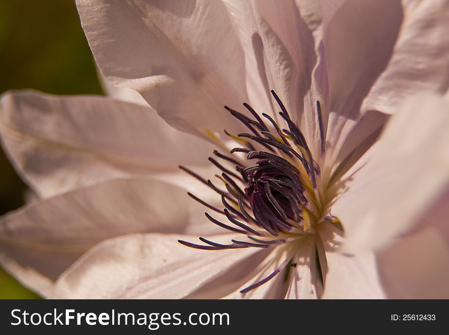 Large pink clematis chantilly double flower