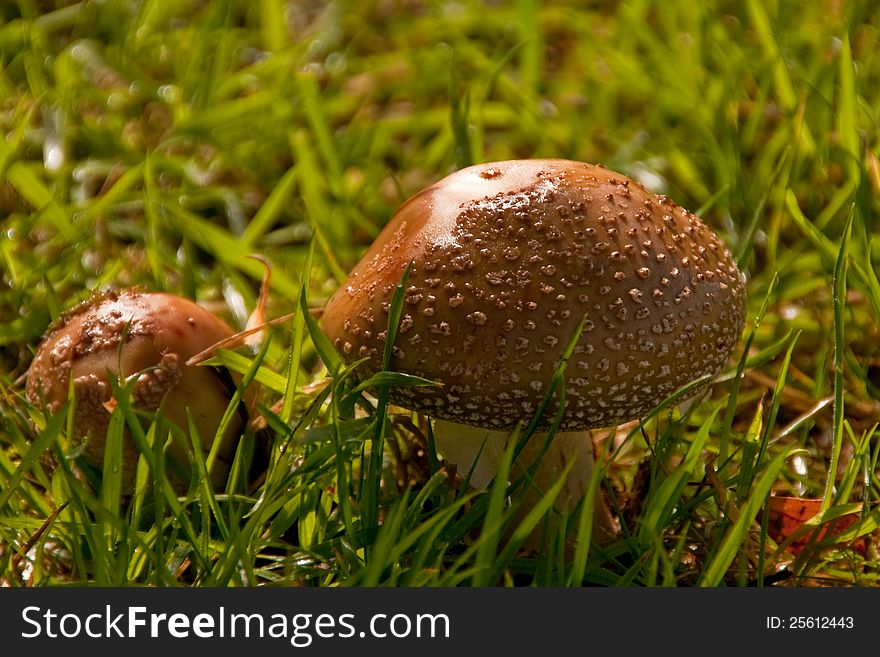 Brown toadstools in grass lepiota aspera