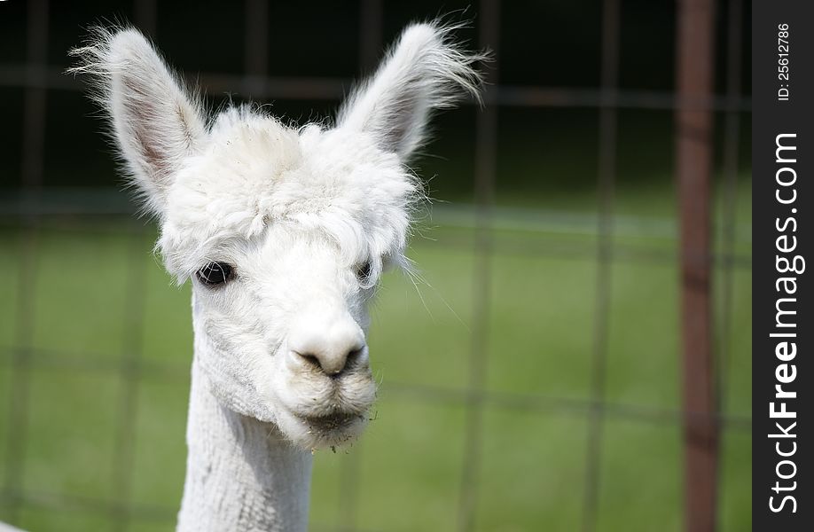 Profile of sheared alpaca in late spring. Profile of sheared alpaca in late spring