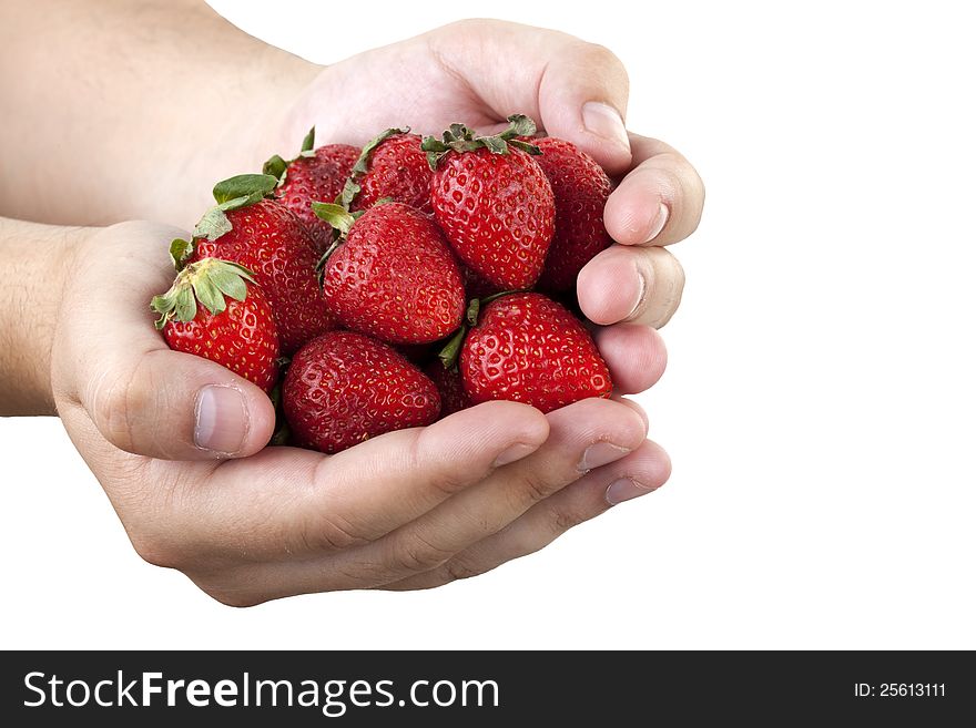 strawberries in hand isolated on white