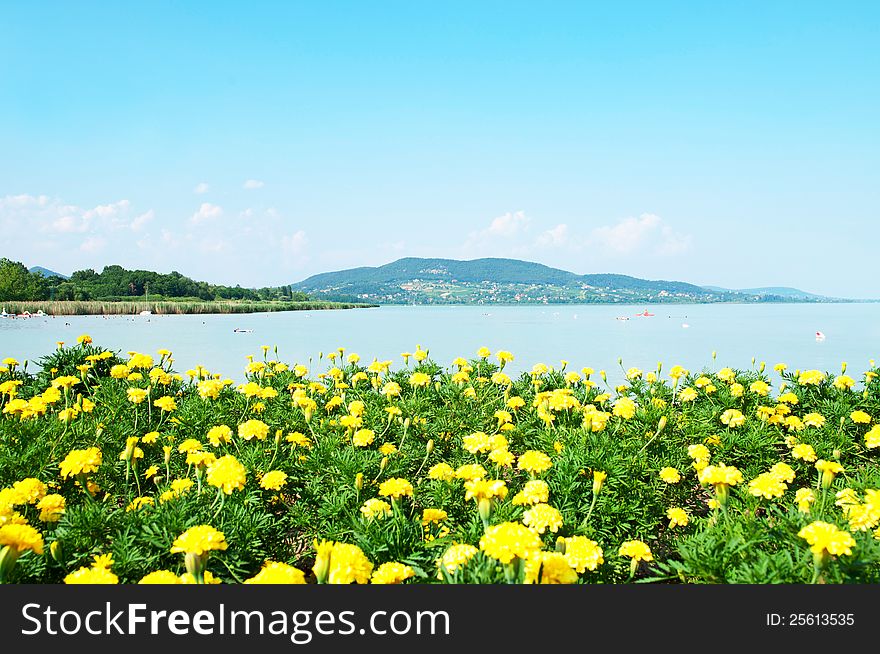 Beautiful panorama to Lake Balaton with yellow flowers,Nikon D5000