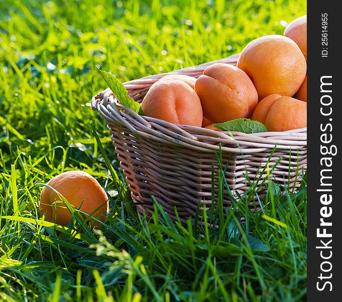 Ripe apricots in bascet on a grass