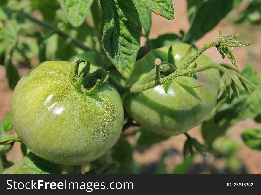 Two small unripe and unpicked green tomatoes still on the vine. Two small unripe and unpicked green tomatoes still on the vine.