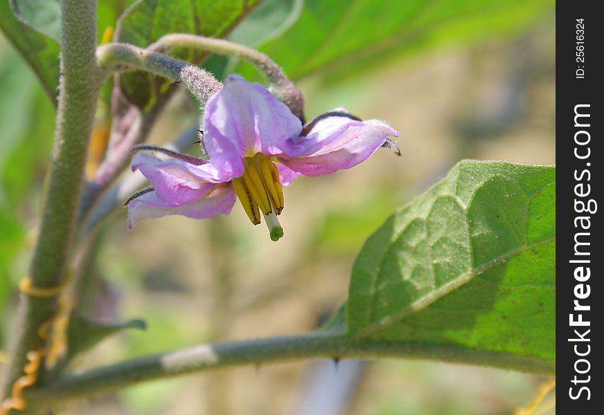 Egg-plant flower blooming in the vegetable garden. Egg-plant flower blooming in the vegetable garden