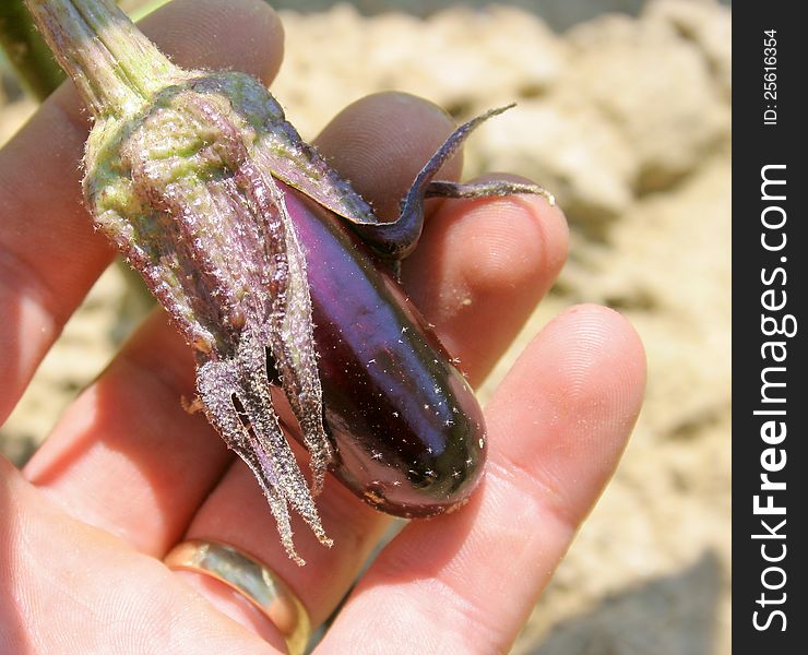 A small egg-plant in a hand. A small egg-plant in a hand