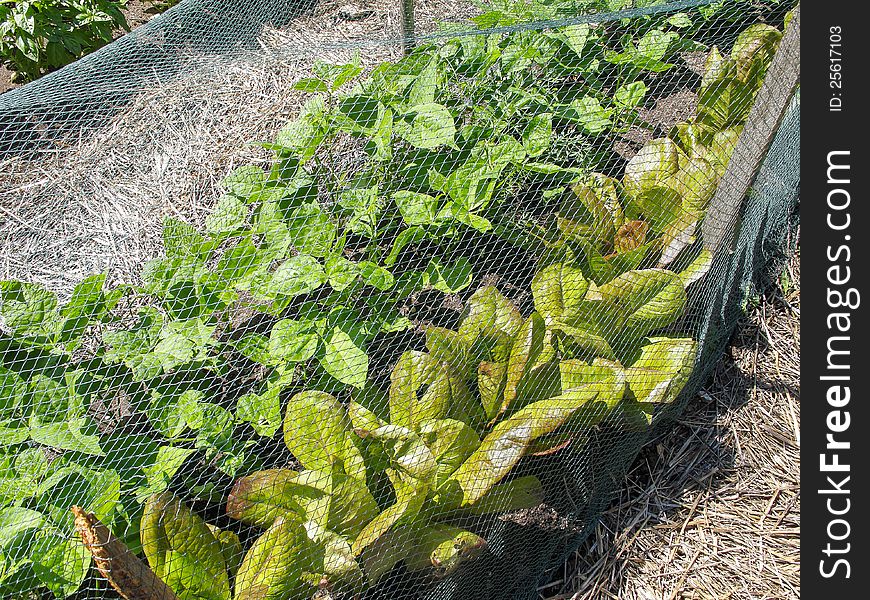 Salad garden with protective netting. Salad garden with protective netting