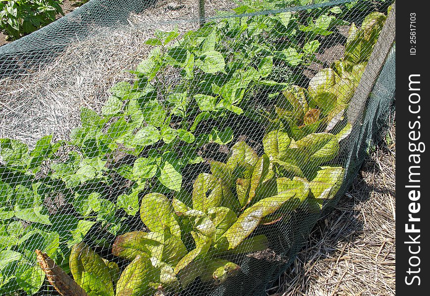 Vegetable Garden