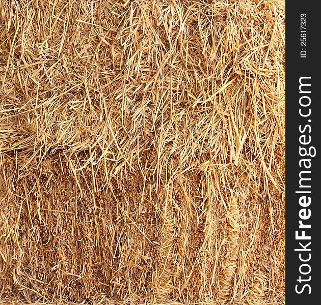 Closeup of dry grass straw background. Closeup of dry grass straw background