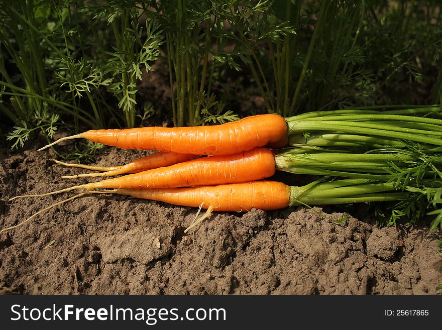 Bunch of fresh carrots on the soil