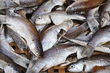 Gutted Fish Royalty Free Stock Photos Gutted Fish Royalty Free Stock Photos