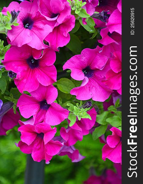 Beautiful pink petunias