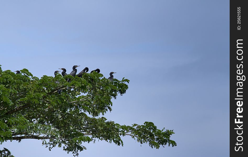 Neotropic cormorant (Phalacrocorax brasilianus, or Phalacrocorax olivaceus) on the top of tree.