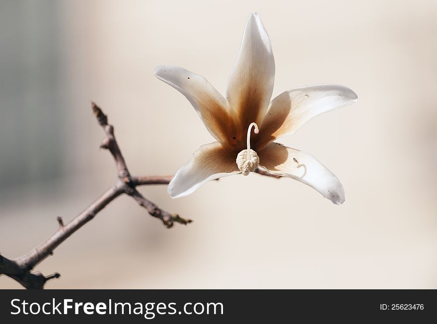 Detailed flower of Pachypodium lealii plant, also called as bottle tree. Detailed flower of Pachypodium lealii plant, also called as bottle tree