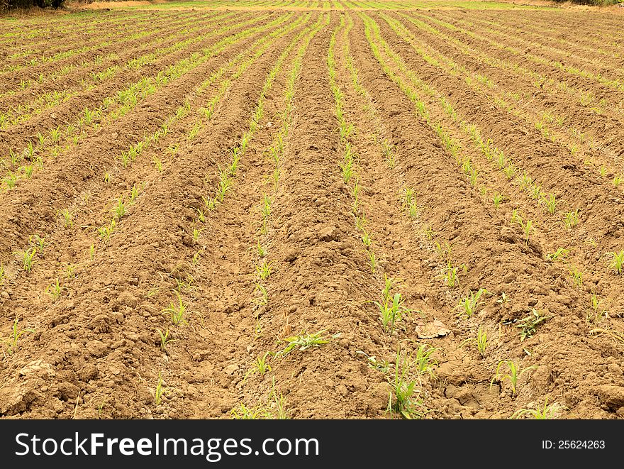 Row Of Young Corn On Plow Land