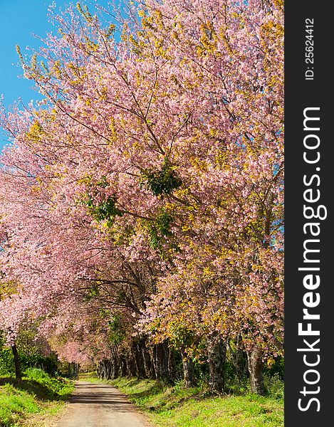 The Road And Line Of Pink Blooming Flower Trees