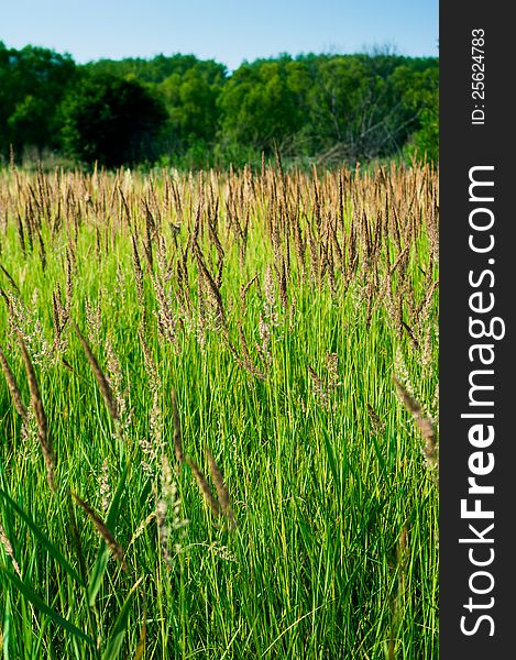 A Huge Green Field Of Grass.