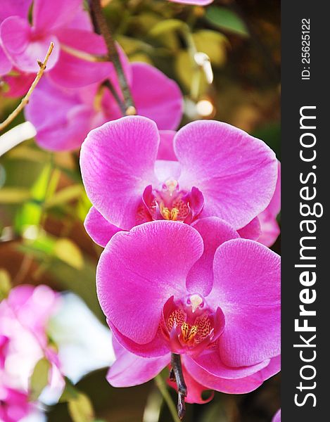 Beautiful pink orchid flowers - close up