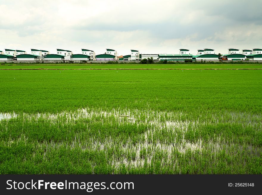 Green rice field and modern factory in rural of Thailand