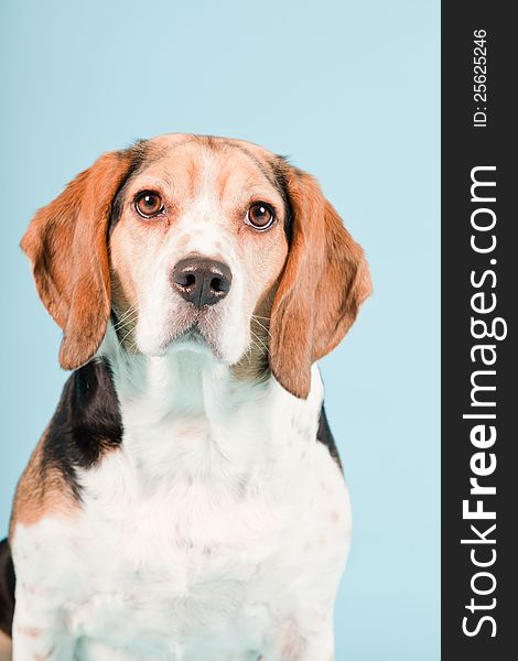 Studio portrait of beagle isolated on light blue background. Studio portrait of beagle isolated on light blue background