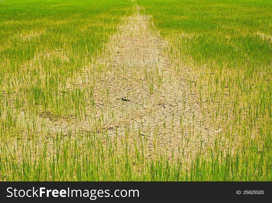 Young Rice Field