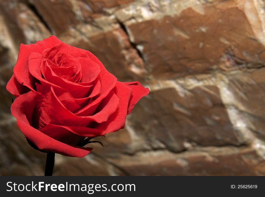 Rose flower against a brick wall