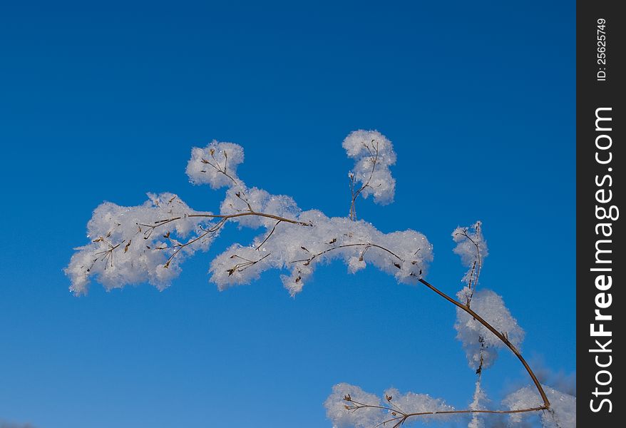 Branch in the frost on the background of the sky. Branch in the frost on the background of the sky