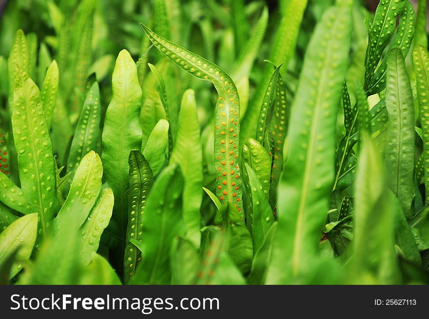 Dotted Fern Plant