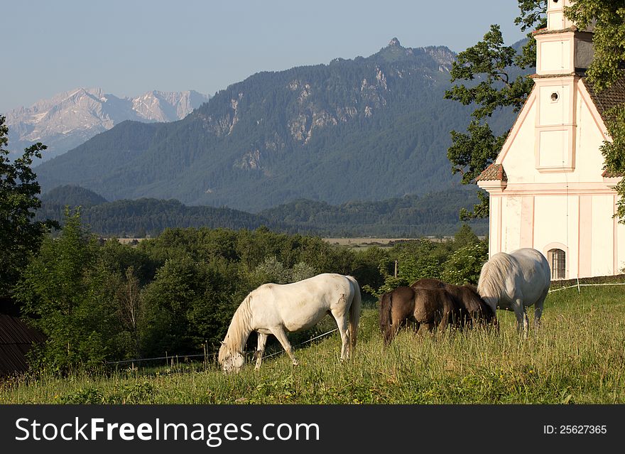 Before the beautiful mountain panorama of the karwendel mountains graze the peaceful camargue horses . Before the beautiful mountain panorama of the karwendel mountains graze the peaceful camargue horses .
