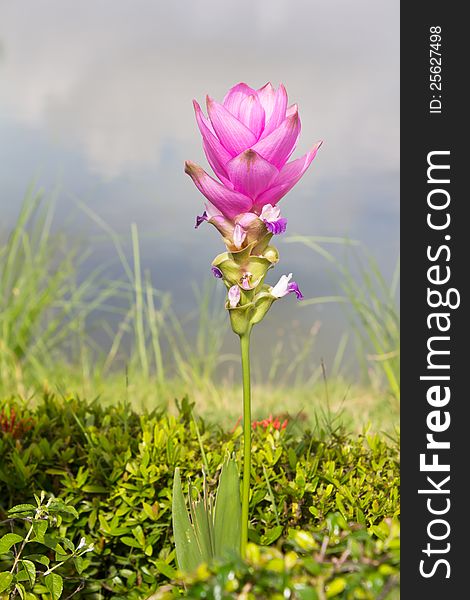 Pink Siam Tulip.