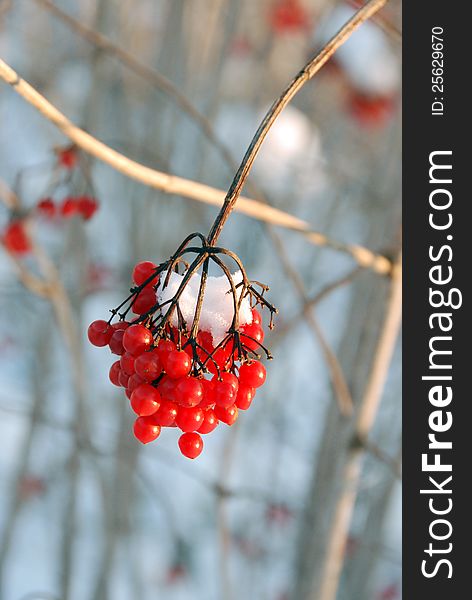 Berries hang from a branch in winter, covered with frost. Berries hang from a branch in winter, covered with frost.