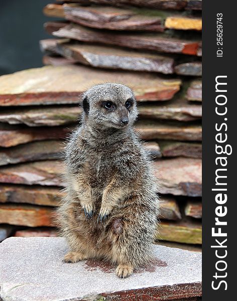 A meerkat stands in typical meerkat-pose. A meerkat stands in typical meerkat-pose