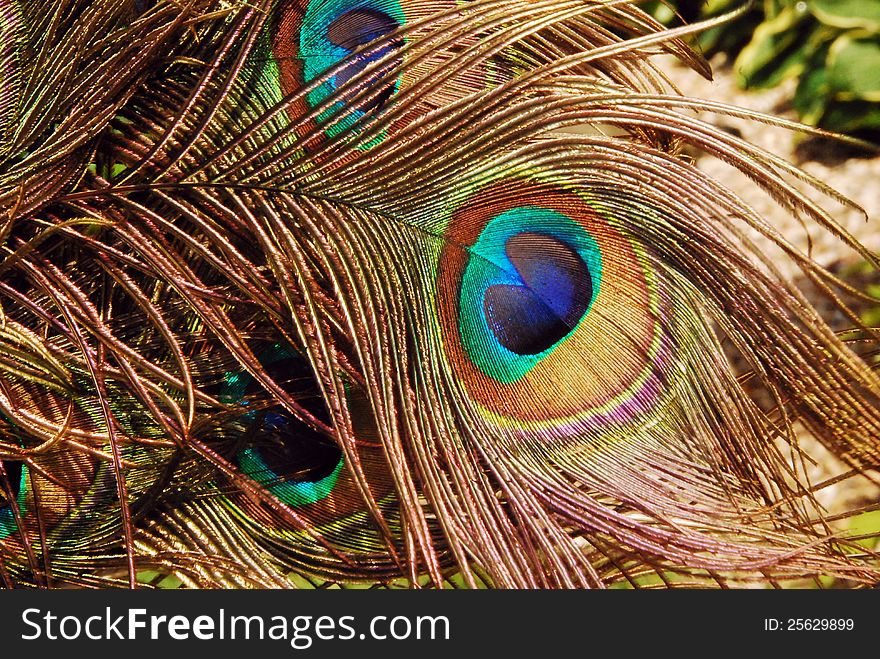 Peacock in the wind