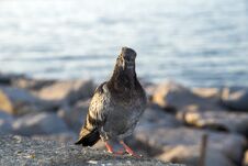 Portrait Of A Pigeon On The Sea Stock Photo
