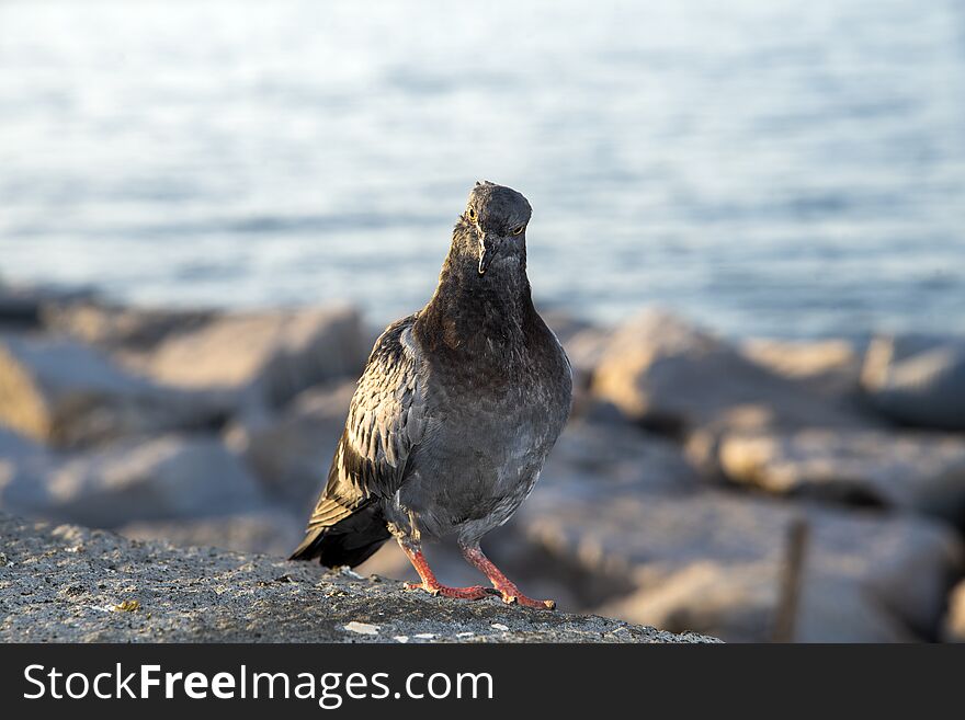 Portrait of a pigeon on the sea on daylight in Naples