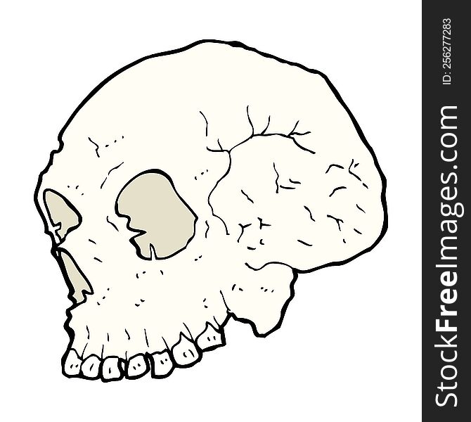 skull illustration