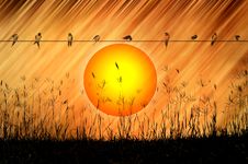 Sunset Background With Grasses And Swallows Stock Image