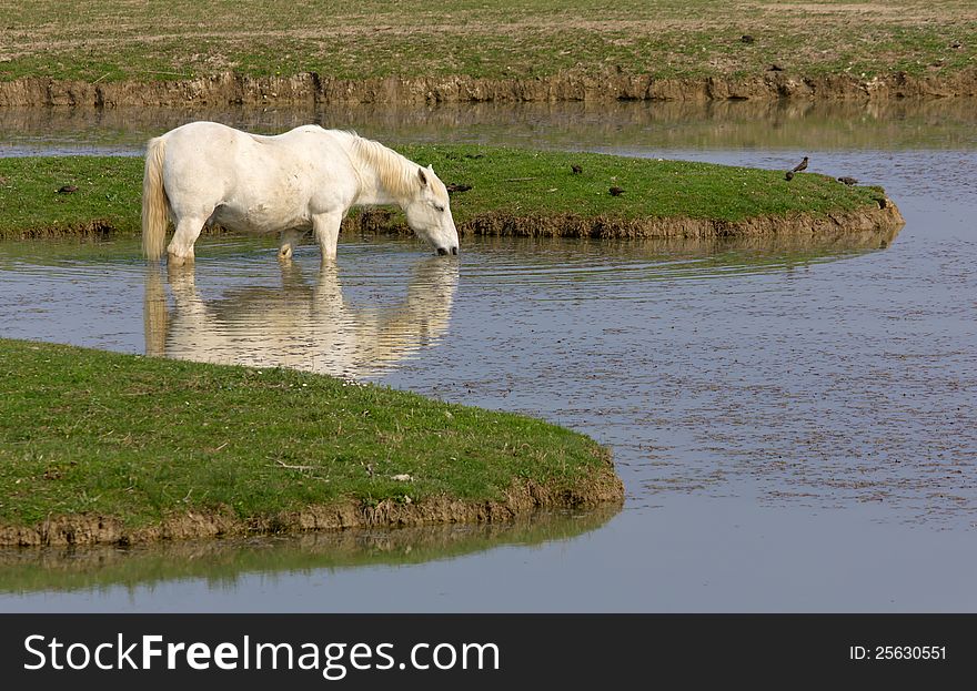 A white horse in its natural environment. A white horse in its natural environment
