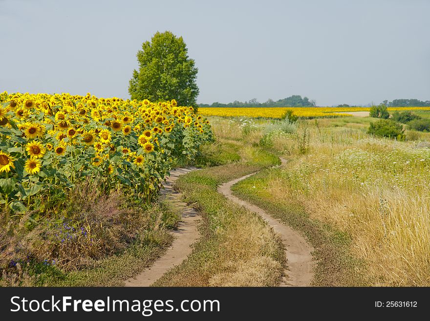 Field of sunflowers and nearby wild field. Road leaving deep into. Field of sunflowers and nearby wild field. Road leaving deep into