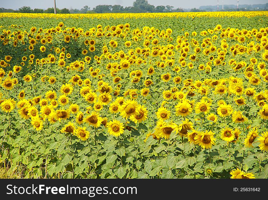 Field of sunflowers bright and beautiful. Field of sunflowers bright and beautiful