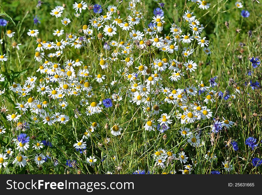 Meadow flowers, meadow near Hoslovice, july 2012