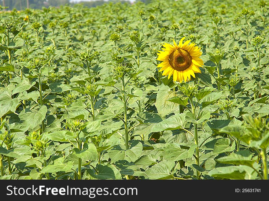 The Revealed Sunflower
