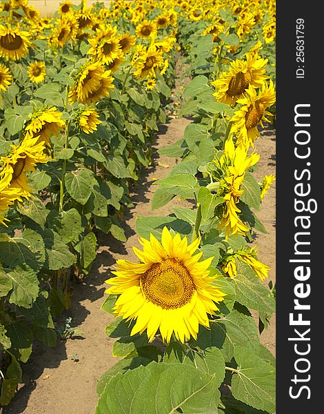 Field of sunflowers planted numbers. Field of sunflowers planted numbers