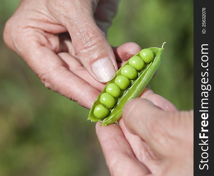 Woman Hand Hold Cracked Pea