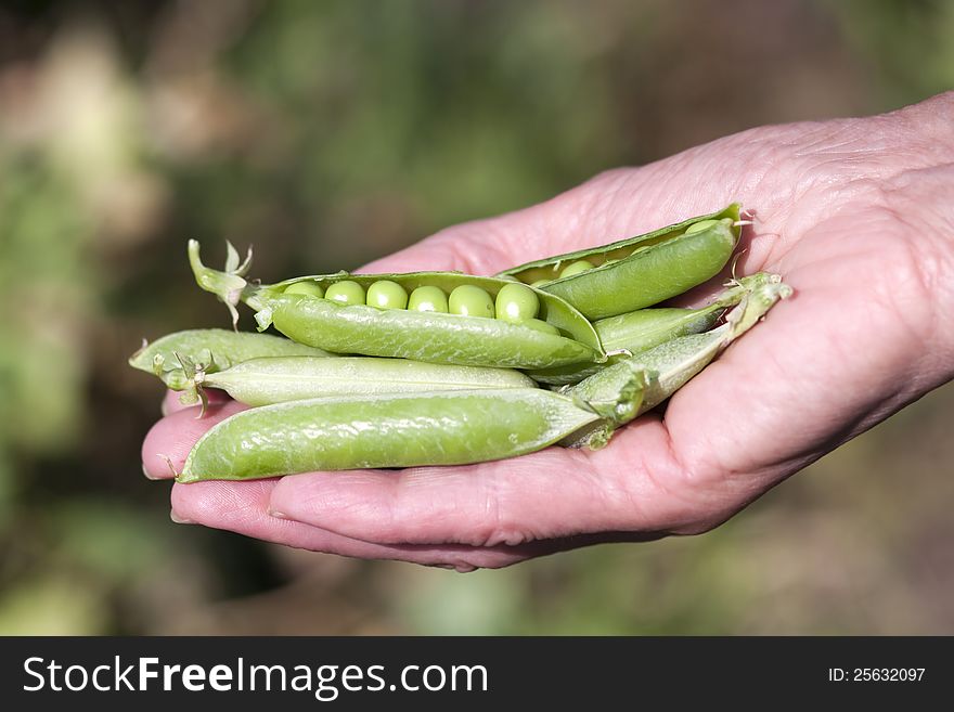 Woman Hand Hold Cracked Pea Pod. Woman Hand Hold Cracked Pea Pod