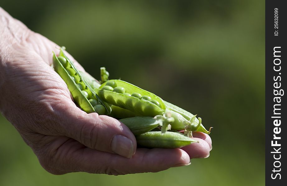 Woman Hand Hold Cracked Pea Pod. Woman Hand Hold Cracked Pea Pod