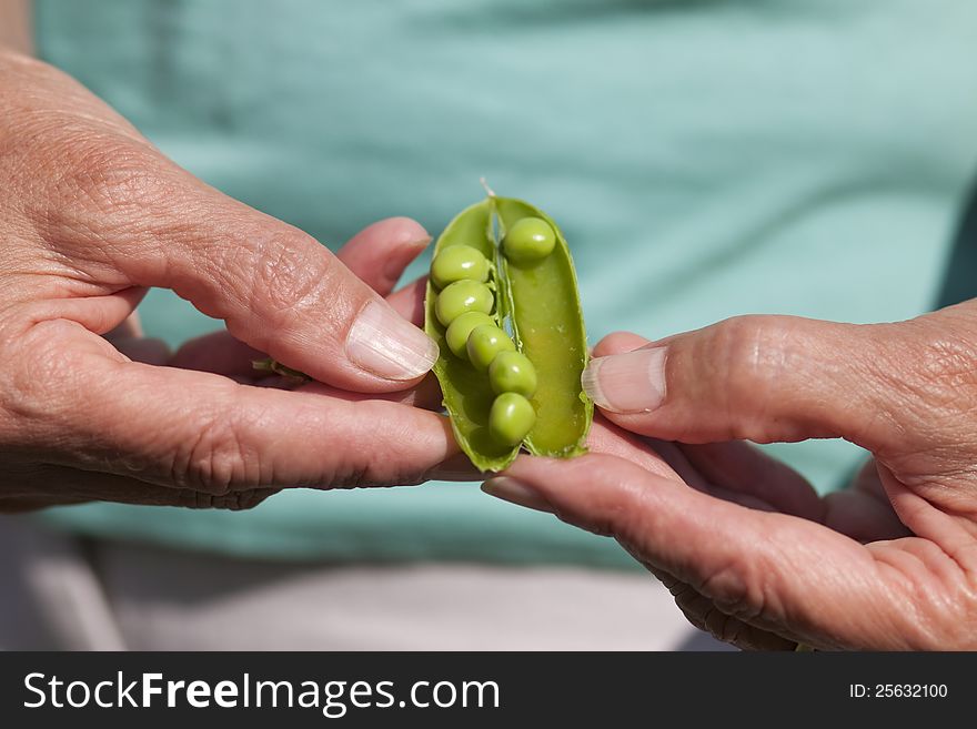 Woman Hand Holding Peas