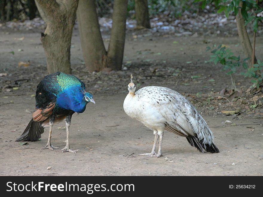 Peafowls in tropical forest of Thailand. Peafowls in tropical forest of Thailand