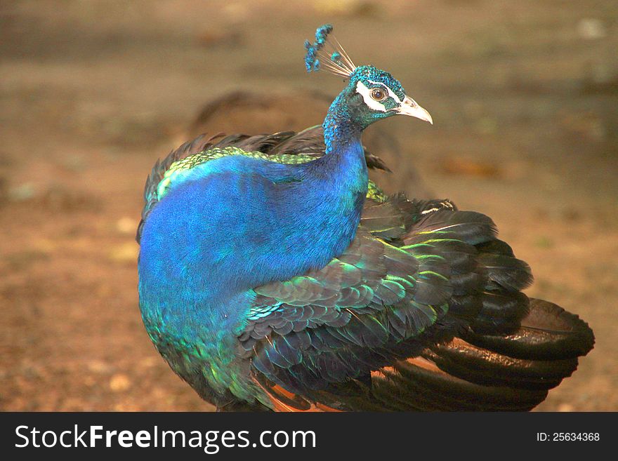 A peafowl in tropical forest of Thailand. A peafowl in tropical forest of Thailand