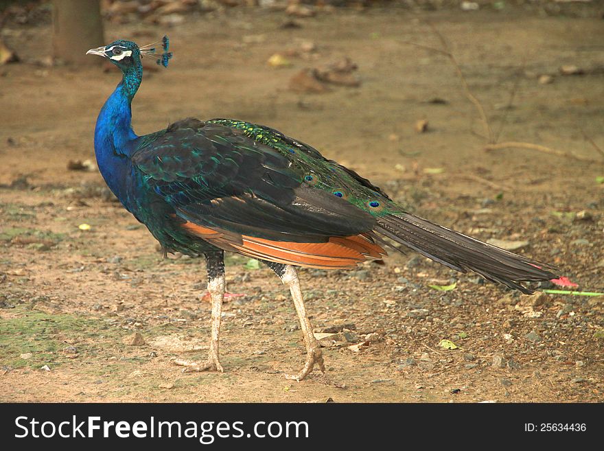 A peafowl in tropical forest of Thailand. A peafowl in tropical forest of Thailand